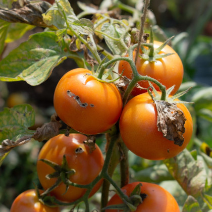 Semená paradajky – Paradajka Zlatá kráľovná – Solanum lycopersicum