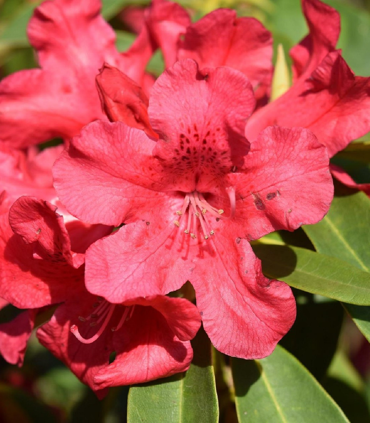 Rododendron - Rhododendron arboreum - semená - 50 ks