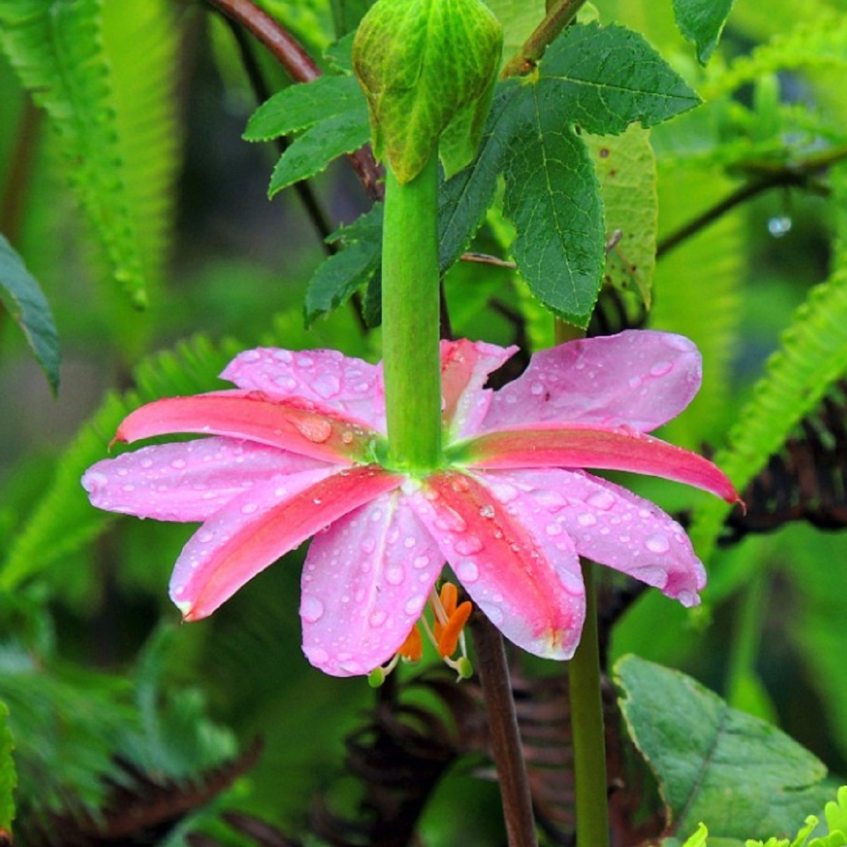 Mučenka banánová - Passiflora mollissima - semená - 5 ks