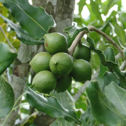 Makadamské oriešky - Macademia integrifolia - semená - 2 ks