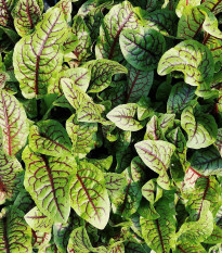Šťaveľ krvavý - Rumex sanguineus - semená - 100 ks