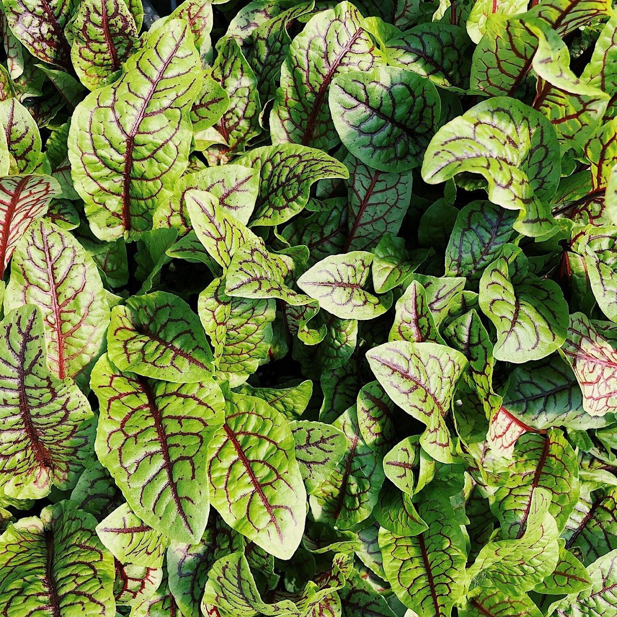 Šťaveľ krvavý - Rumex sanguineus - semená - 100 ks