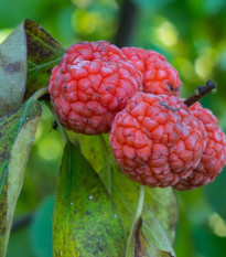 Kudrania - Maclura tricuspidata - semená - 5 ks