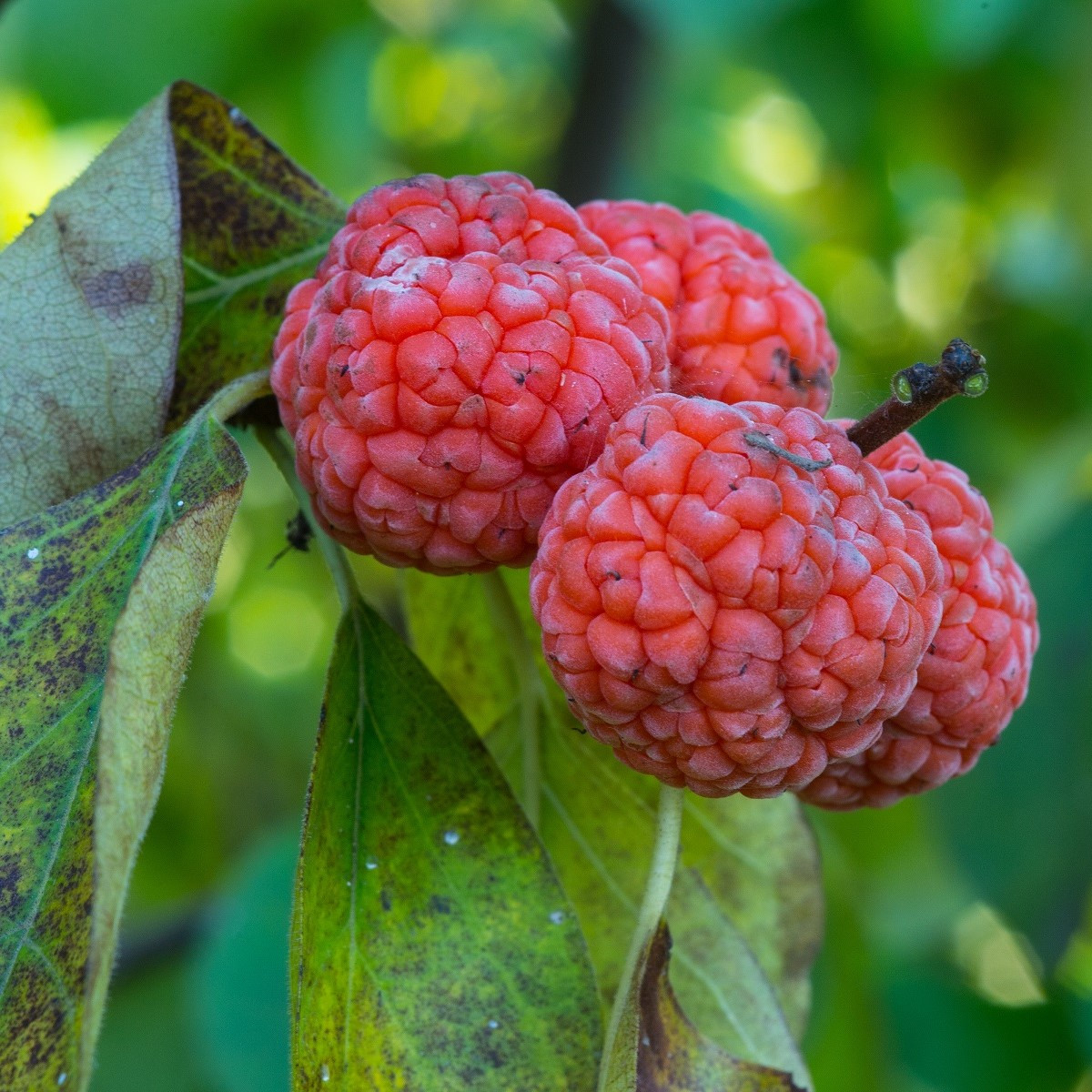 Kudrania - Maclura tricuspidata - semená - 5 ks