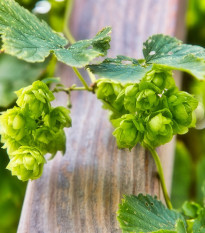 Chmeľ obyčajný - Humulus lupulus - 20 ks
