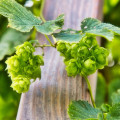Chmeľ obyčajný - Humulus lupulus - 20 ks