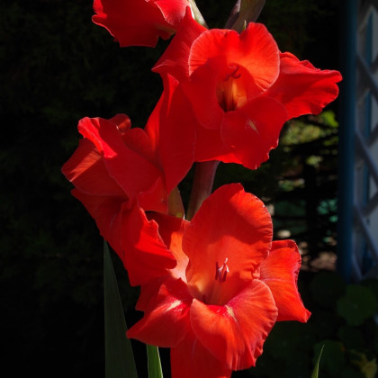 Gladiola červená - Hunting song - Gladiolus - cibuľoviny - 3 ks
