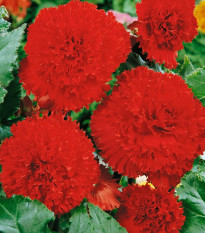 Begónia červená rozstrapkaná - Begonia fimbriata - cibuľoviny - 2 ks