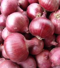 Cibuľa jarná červená Karmen - Allium cepa - semená - 200 ks