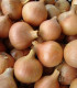 Semená cibule – Cibuľa jarná kuchynská Všetana – Allium cepa