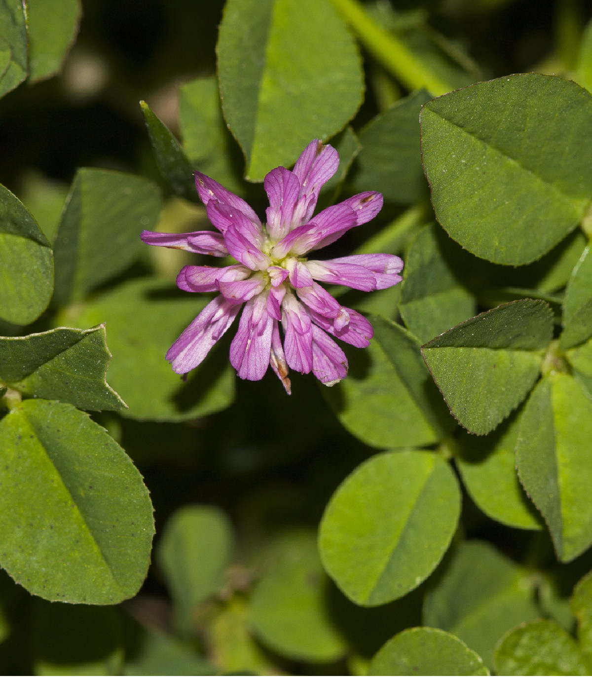 Semená ďateliny – Ďatelina zvrátená – Trifolium resupinatum
