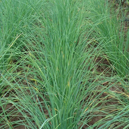 Pažítka Bohemia - Allium Schoenoprasu - semená - 400 ks