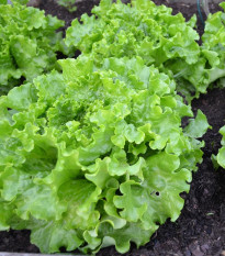 Šalát hlávkový Maikönig - Lactuca sativa - semená - 800 ks