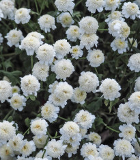 Rimbaba obyčajná - Tanacetum parthenium - semená - 15 ks