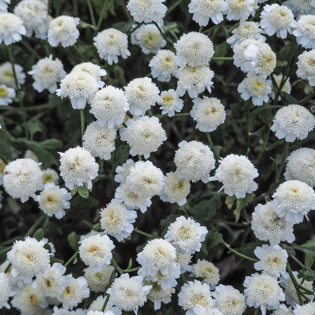 Rimbaba obyčajná - Tanacetum parthenium - semená - 15 ks