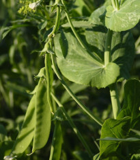 Hrach cukrový Norli - Pisum sativum - semená - 60 ks