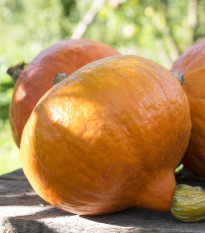 BIO Tekvica Uchiki kuri - Cucurbita pepo - bio semená - 5 ks
