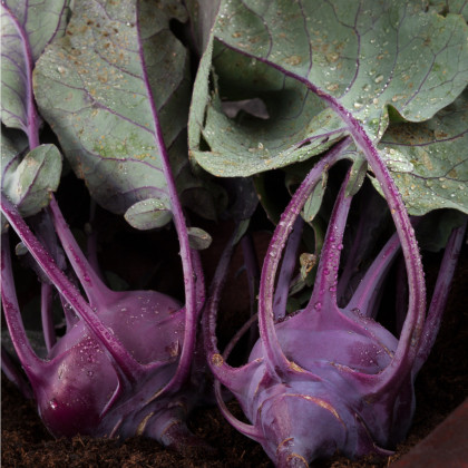 BIO kaleráb Azur – Brassica oleracea L. – bio semená