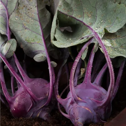 BIO kaleráb Azur - Brassica oleracea L. - bio semená - 50 ks