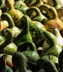 Okrasná tekvica Cobra - Cucurbita Lagenaria - semená - 5 ks
