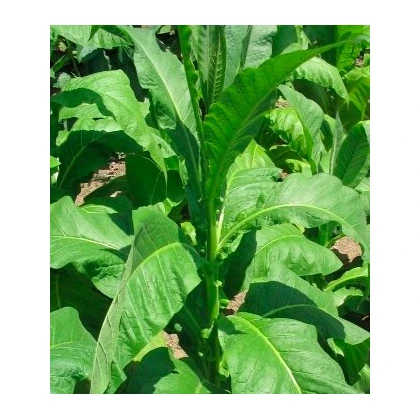 Tabak Orinoco - Nicotiana tabacum - semená - 25 ks
