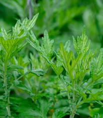 Palina Černobyľ - Artemisia vulgaris - semená - 250 ks