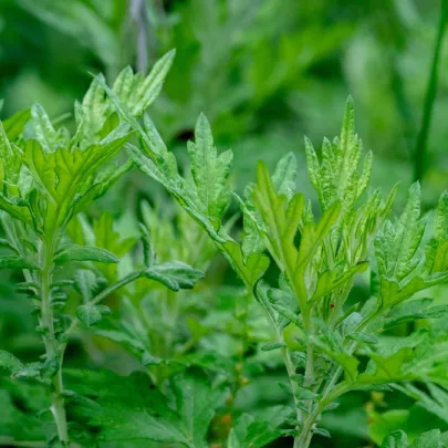 Palina Černobyľ - Artemisia vulgaris - semená - 250 ks