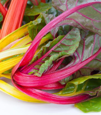 Mangold dúhový - Beta vulgaris - semená - 25 ks