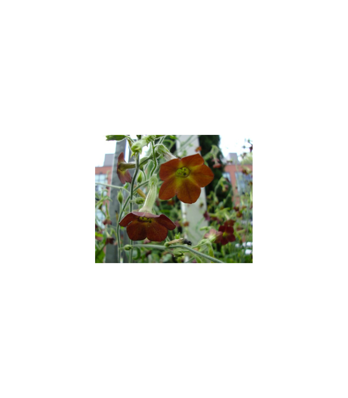 Tabak Hnedý list - Nicotiana tabacum - semená - 25 ks