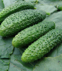 Uhorka nakladačka Zuzana F1 - Cucumis sativus - semená - 30 ks