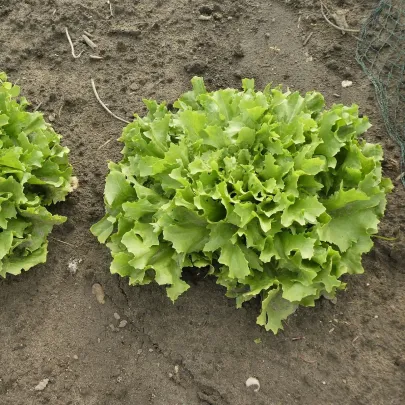 Endivia Escariol - Cichorium endivia L. - semená - 150 ks