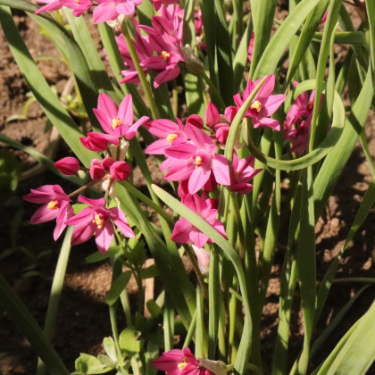 Cesnak vysokohorský - Allium oreophillum - cibuľoviny - 3 ks