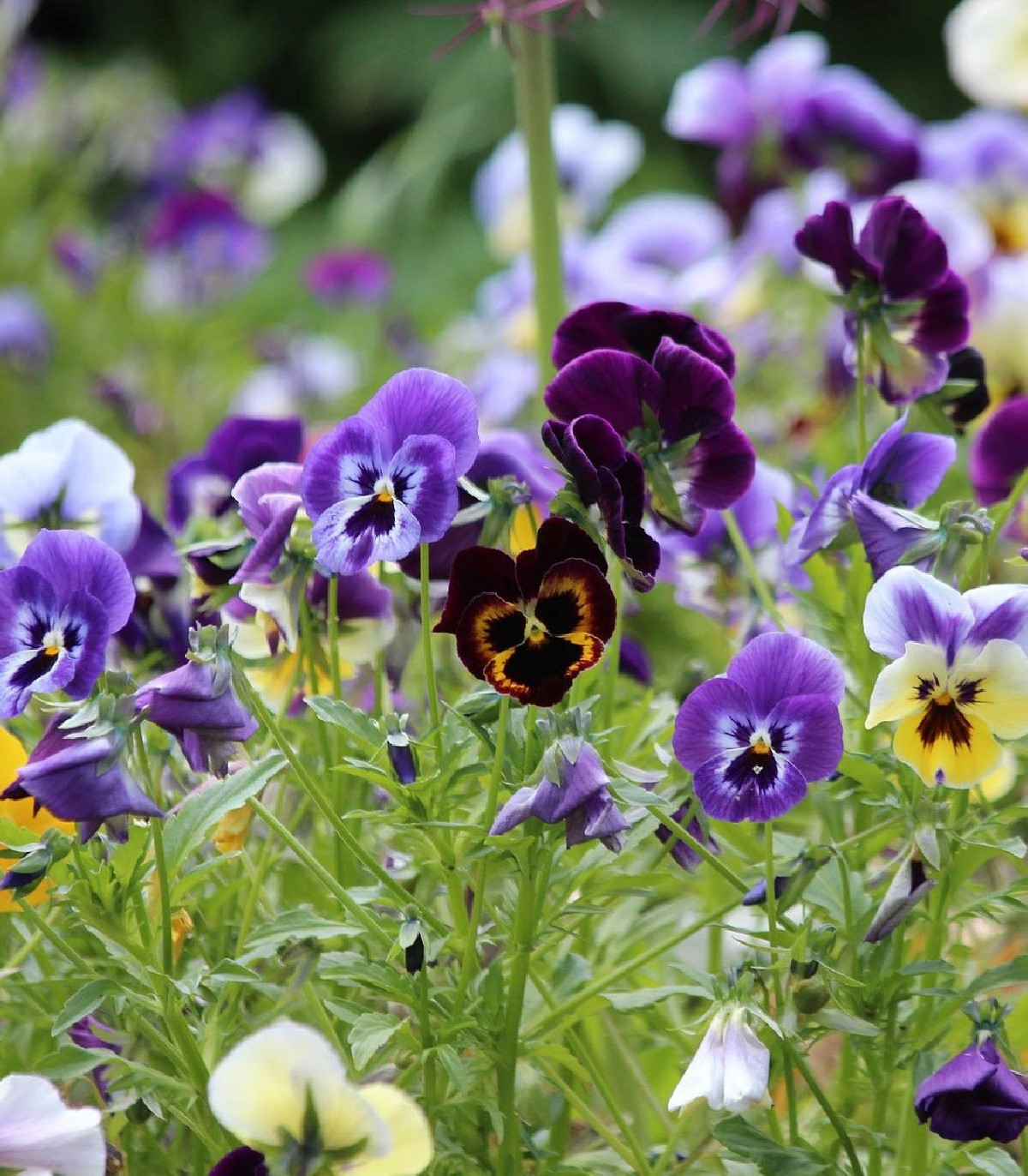 Sirôtka záhradná holländer Riesen zmes – Viola wittrockiana – semená