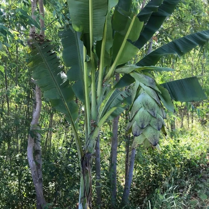 Banánovník snežný - Ensete glaucum - semená - 3 ks