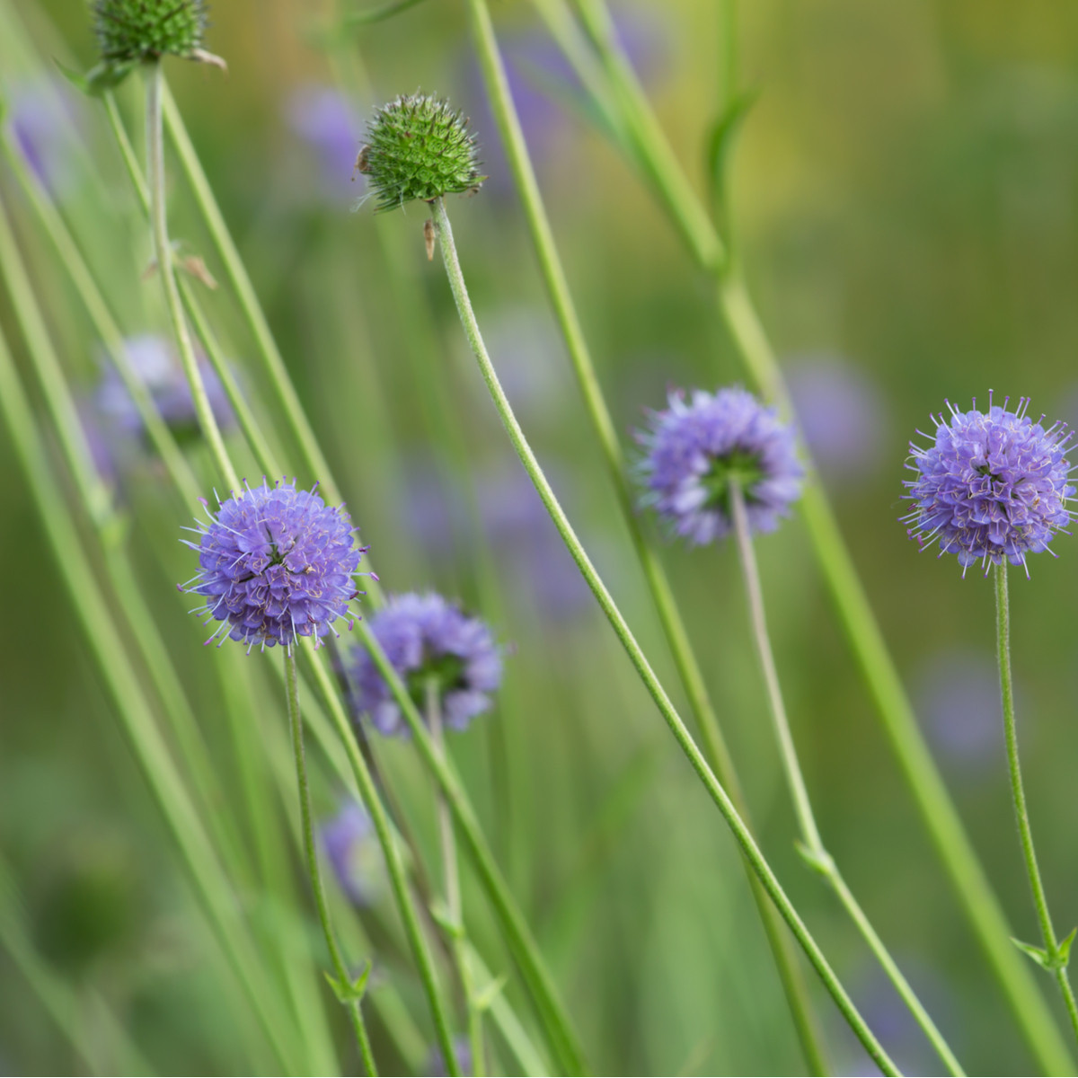 Čertkus lúčny - Succisa pratensis - semená - 20 ks