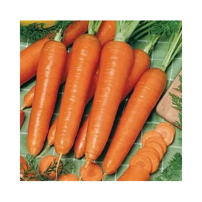 Mrkva Rotin - Daucus carota - semená - 900 ks