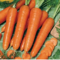 Mrkva Rotin - Daucus carota - semená - 900 ks