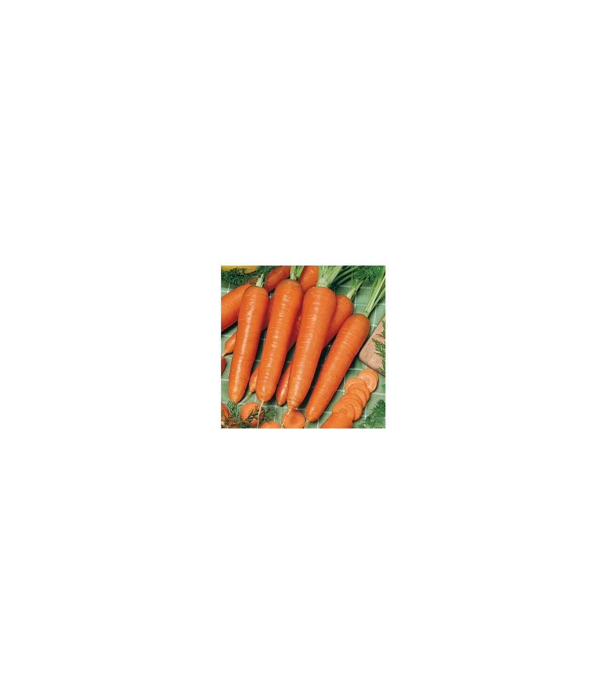 Mrkva Rotin – Daucus carota – semená