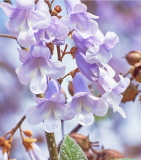 Paulovnia Fortuneova - Paulownia fortunei - semená - 15 ks