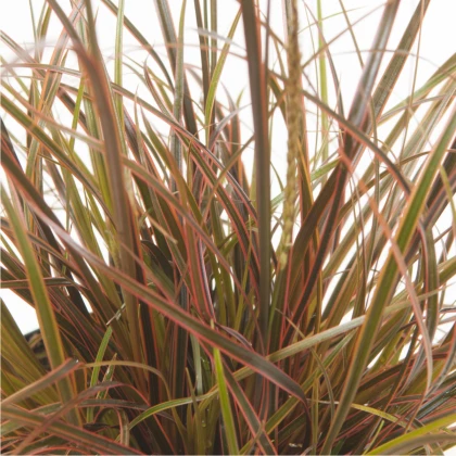 Okrasná tráva - Uncinia egmontiana - semená - 5 ks