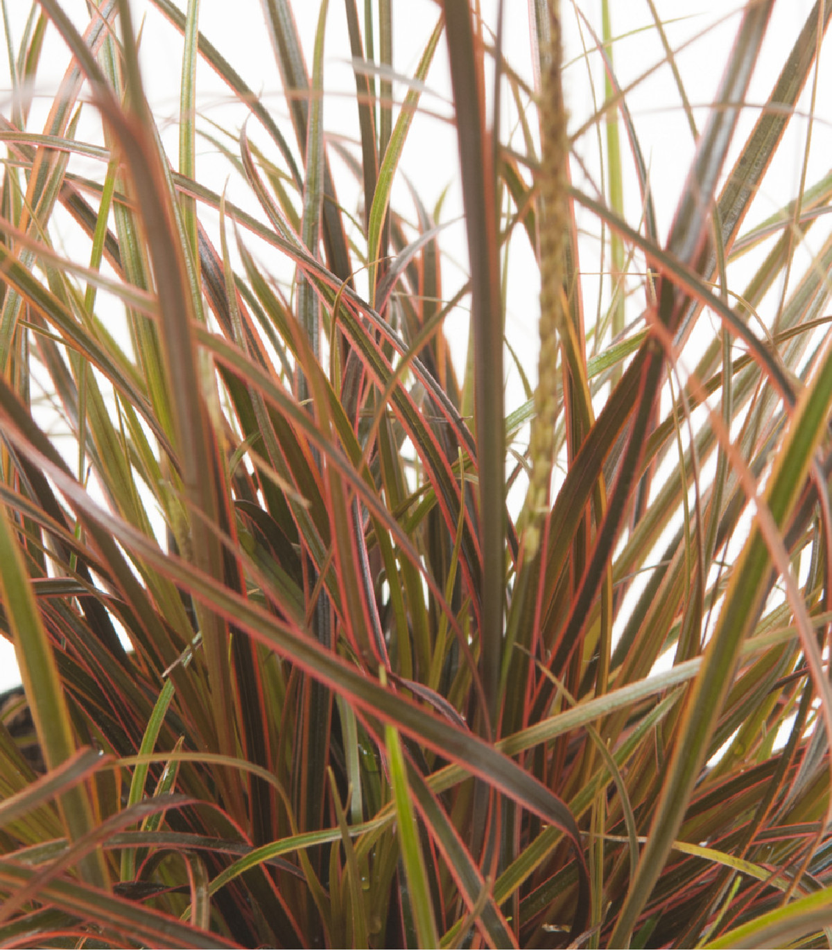 Okrasná tráva - Uncinia egmontiana - semená - 5 ks
