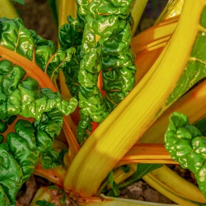 Mangold žltý Giallo - Beta vulgaris - semená - 60 ks