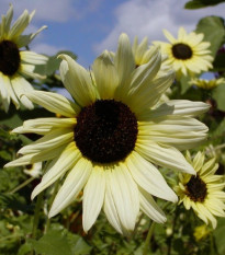 Slnečnica slabá zmes farieb - Helianthus debilis - semená - 15 ks