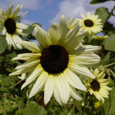 Slnečnica slabá zmes farieb - Helianthus debilis - semená - 15 ks