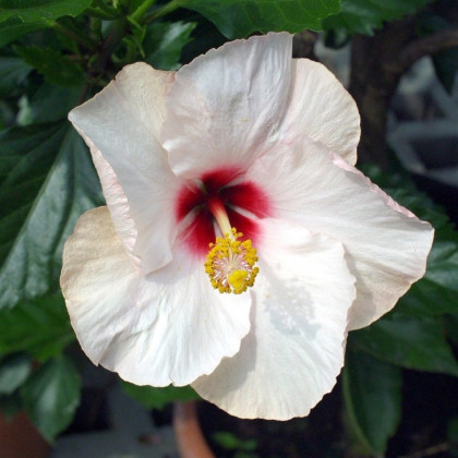Ibištek Mallow Rose – Hibiscus moscheutos – semená