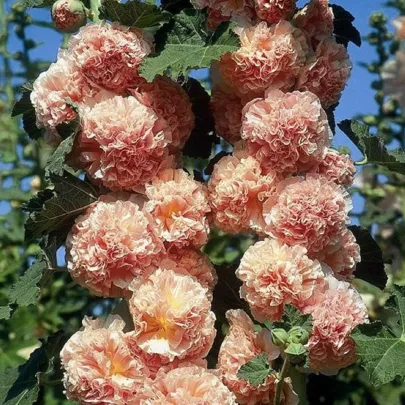 Topoľovka oranžová Chaters - Alcea rosea - semená - 7 ks