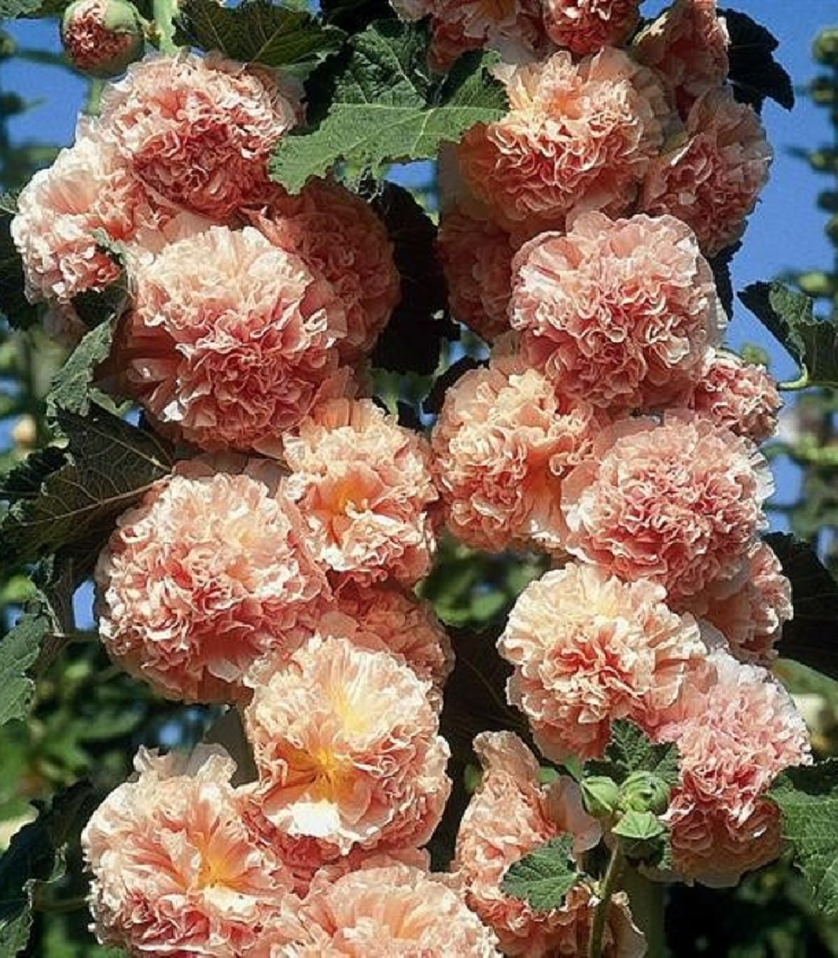 Topoľovka oranžová Chaters - Alcea rosea - semená - 7 ks