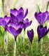 Šafran siaty – Crocus sativus – cibuľky krókusov