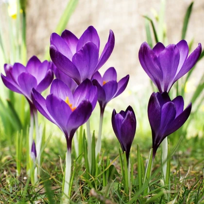 Šafrán siaty - Crocus sativus - cibuľoviny - 3 ks
