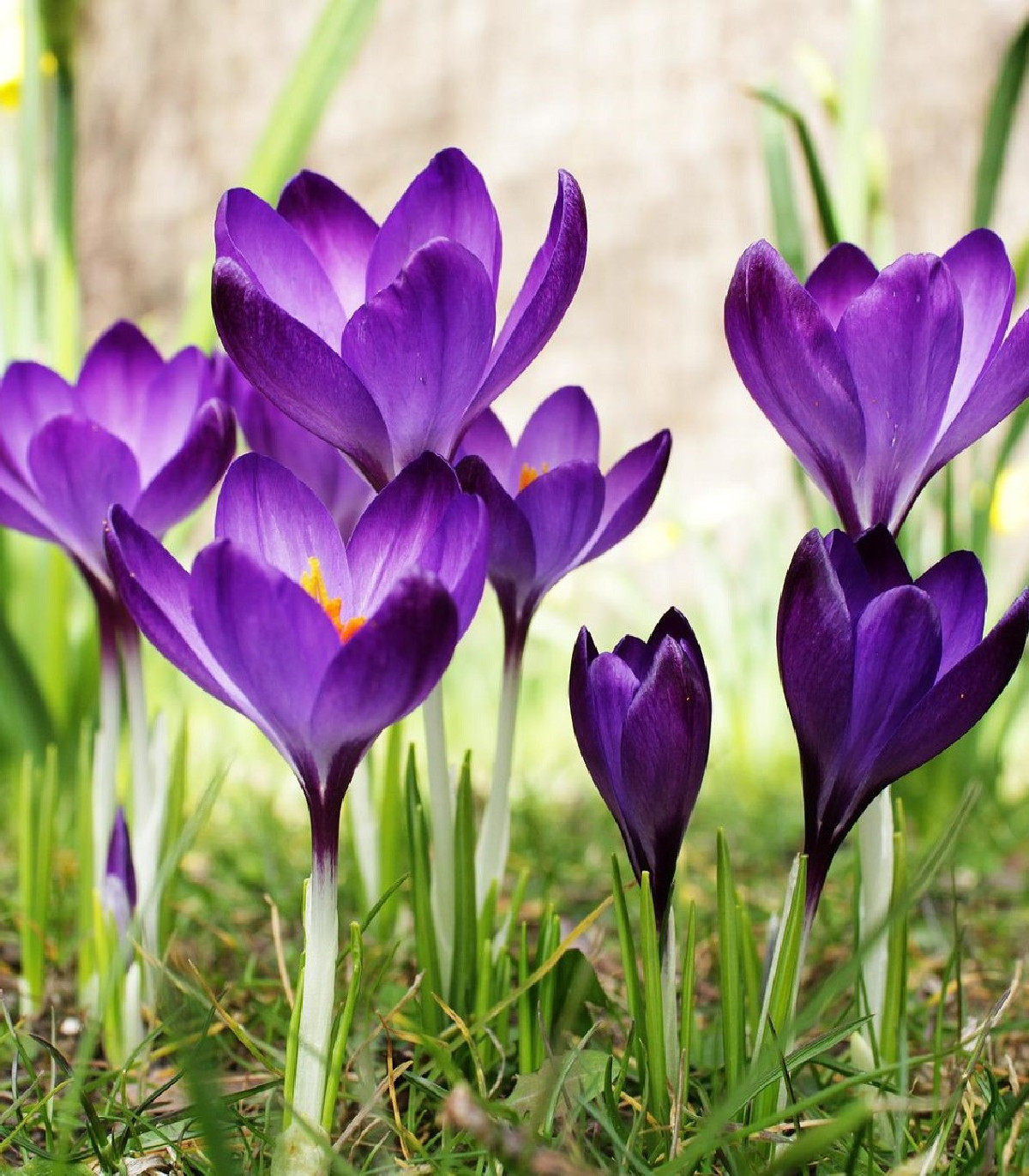 Šafrán siaty - Crocus sativus - cibuľoviny - 3 ks